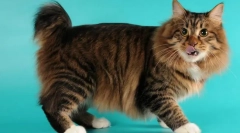 Карелија бобтаил